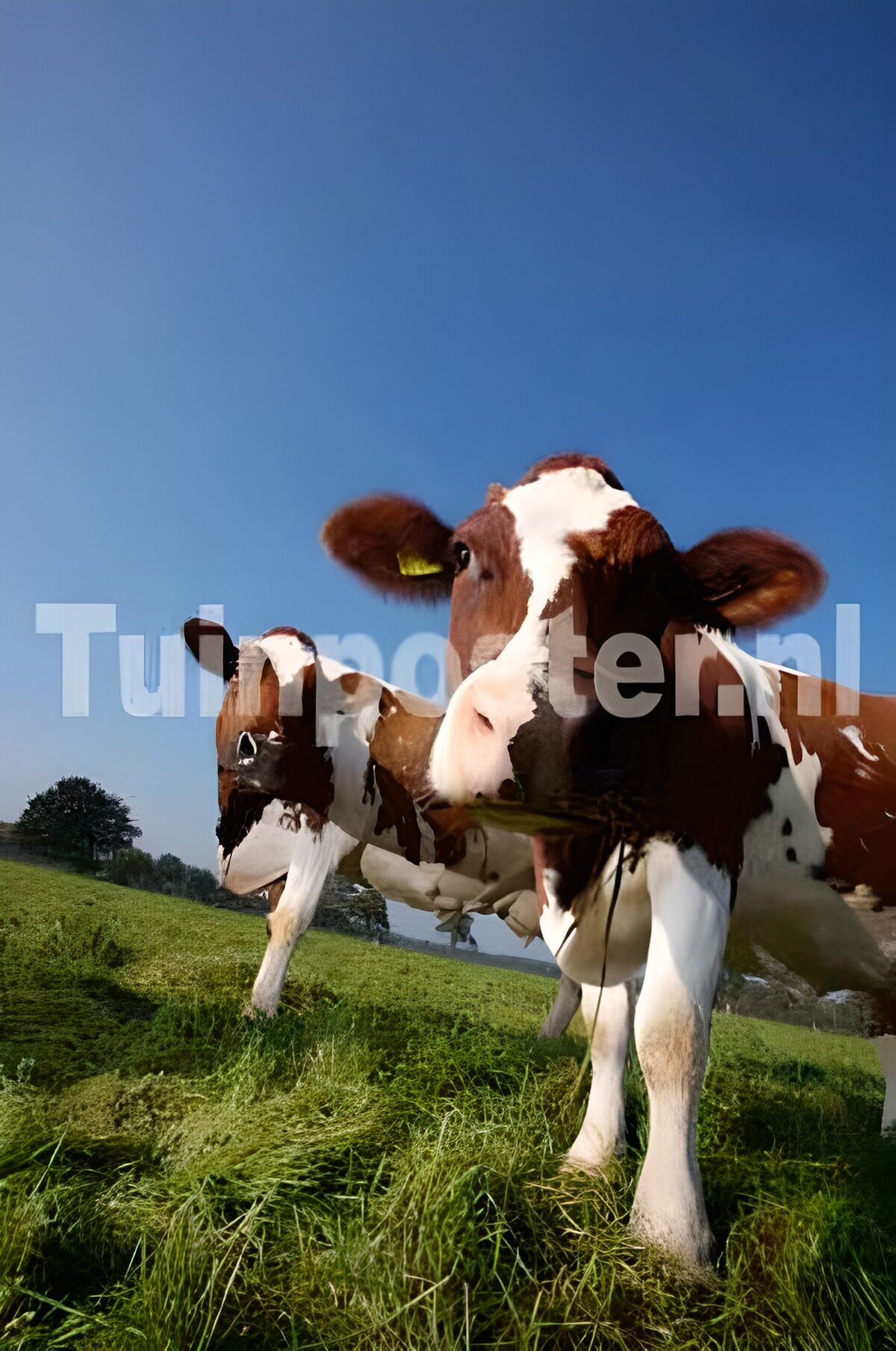Dos vacas al sol en una pradera verde