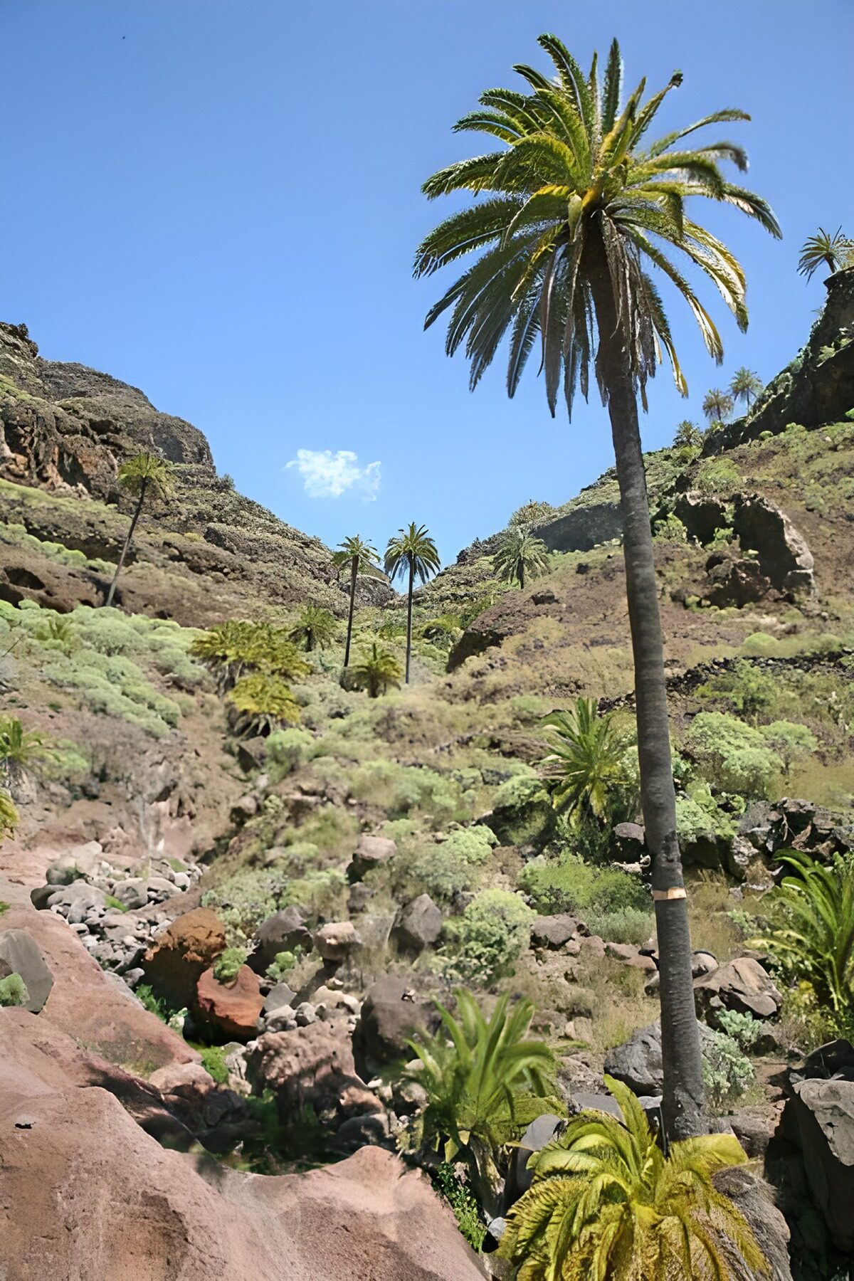 Barranco de palmeras al sol