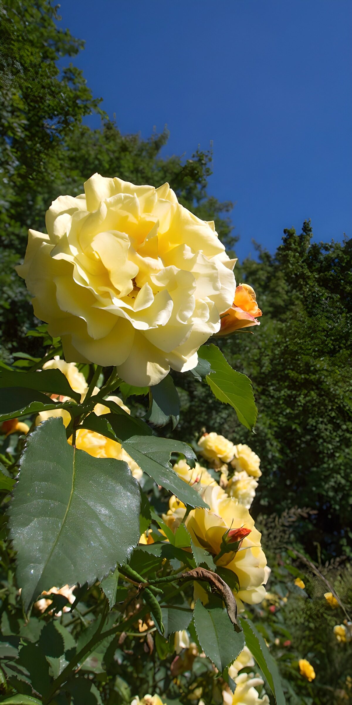 TPES43748: Rosa amarilla al sol entre hojas verdes