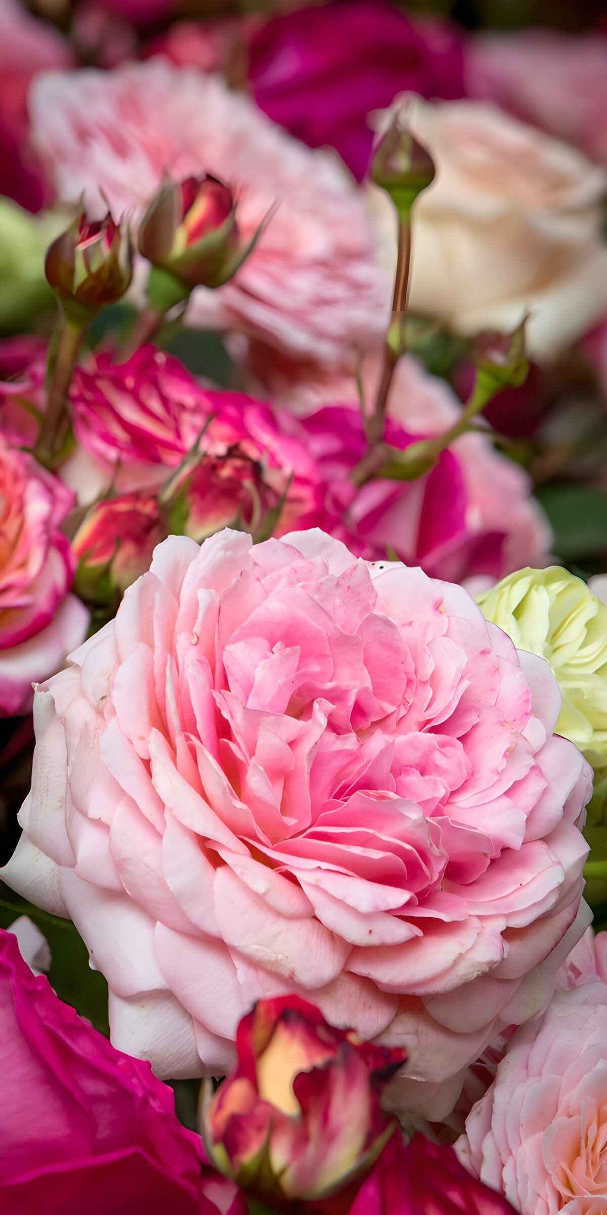 TPES24302: Rosas en rosa y magenta, luz suave