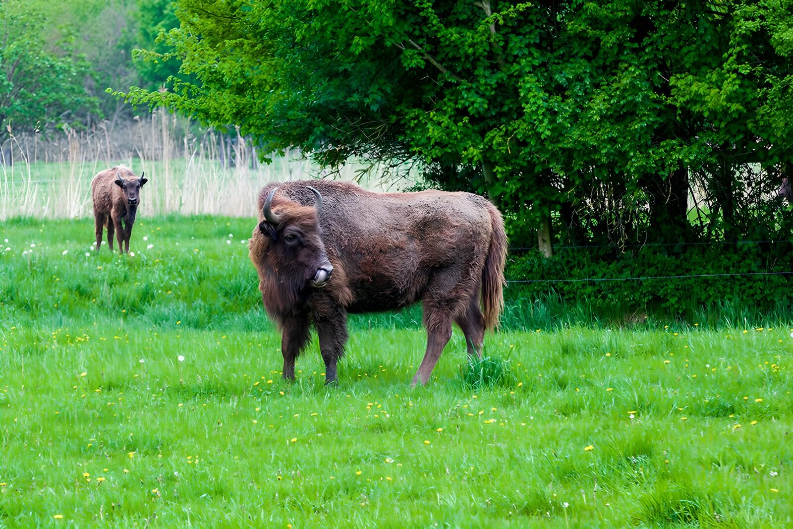 TPES32246: Dos bisontes europeos en una pradera