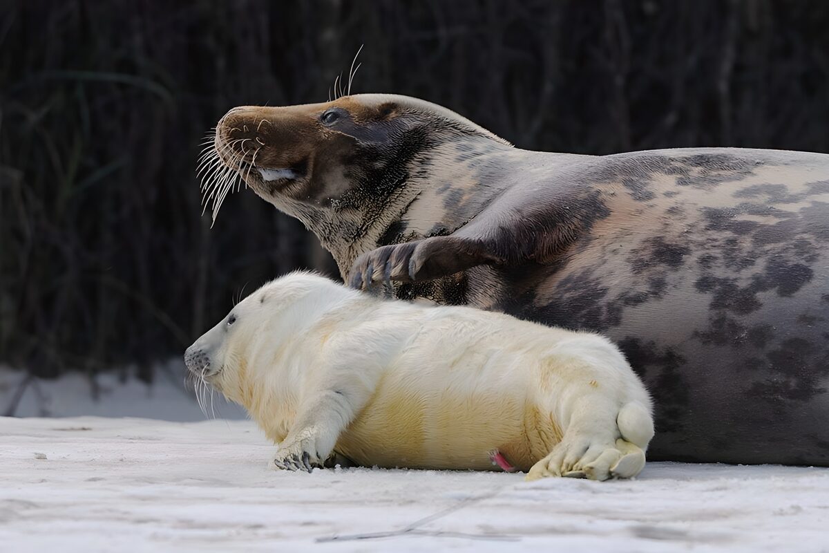 Foca y cría blanca descansando en la nieve