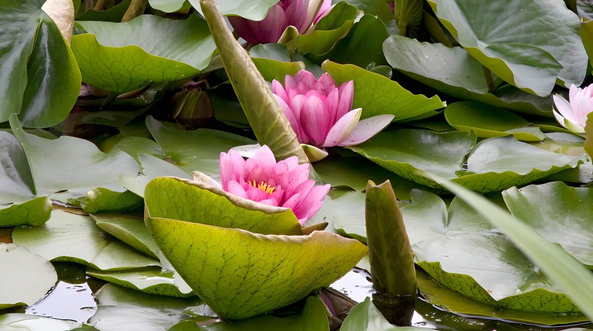 Nenúfares rosas entre un mar de hojas