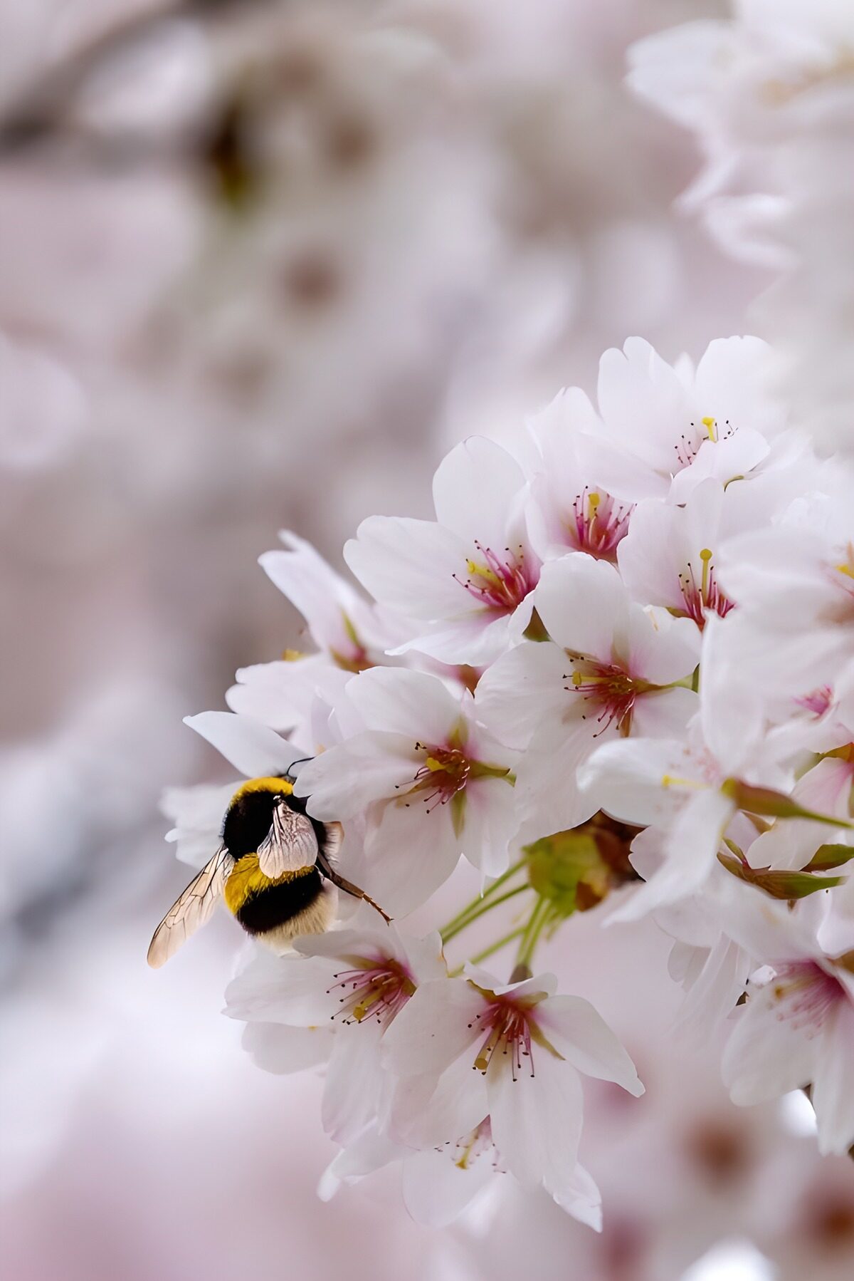 TPES95758: Abejorro entre flores de cerezo rosas