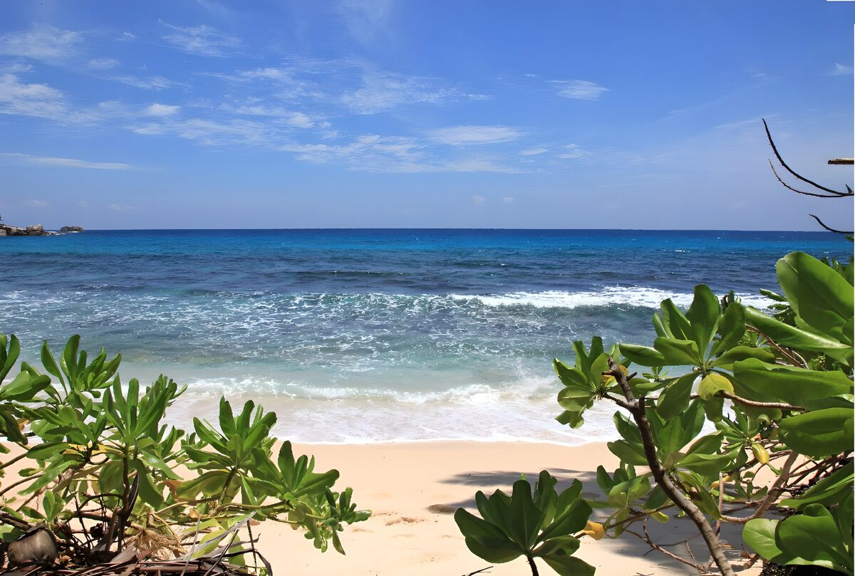 TPES74439: Playa soleada entre hojas verdes