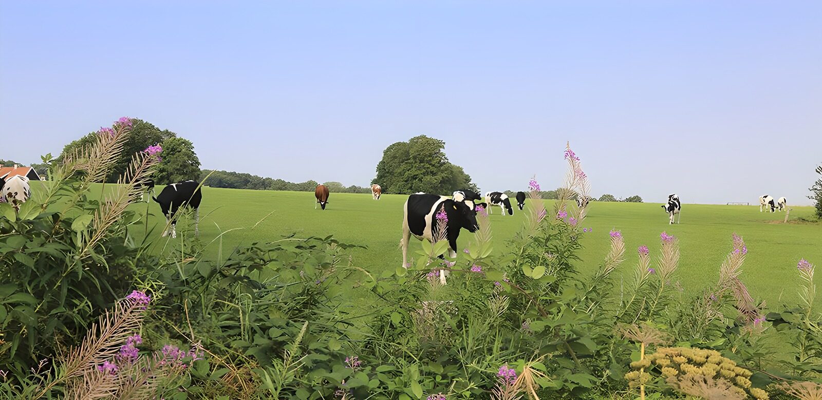 TPES71354: Vacas entre flores en un prado de verano