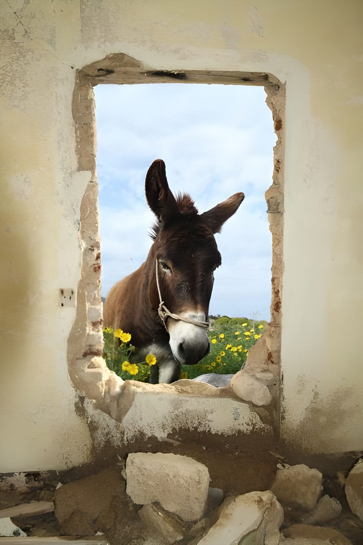 Burro asomado a un muro en ruinas