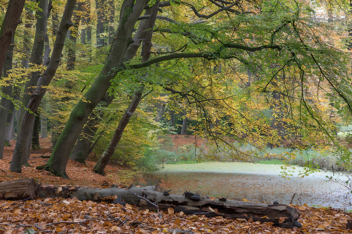 Bosque otoñal con estanque en calma
