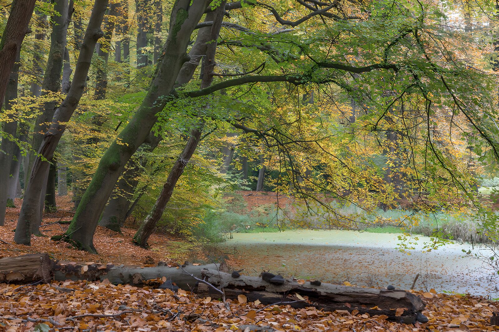 TPES67501: Bosque otoñal con estanque en calma