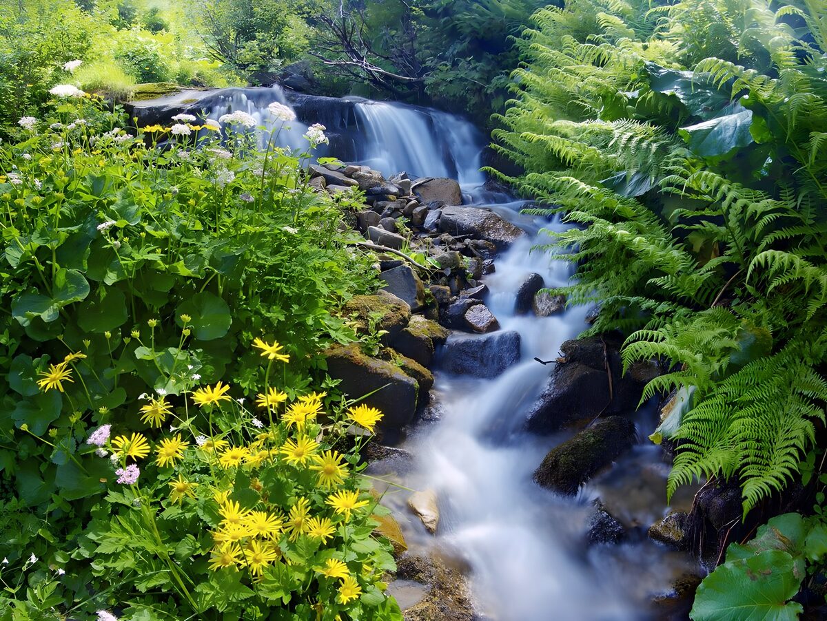 Cascada entre rocas y helechos