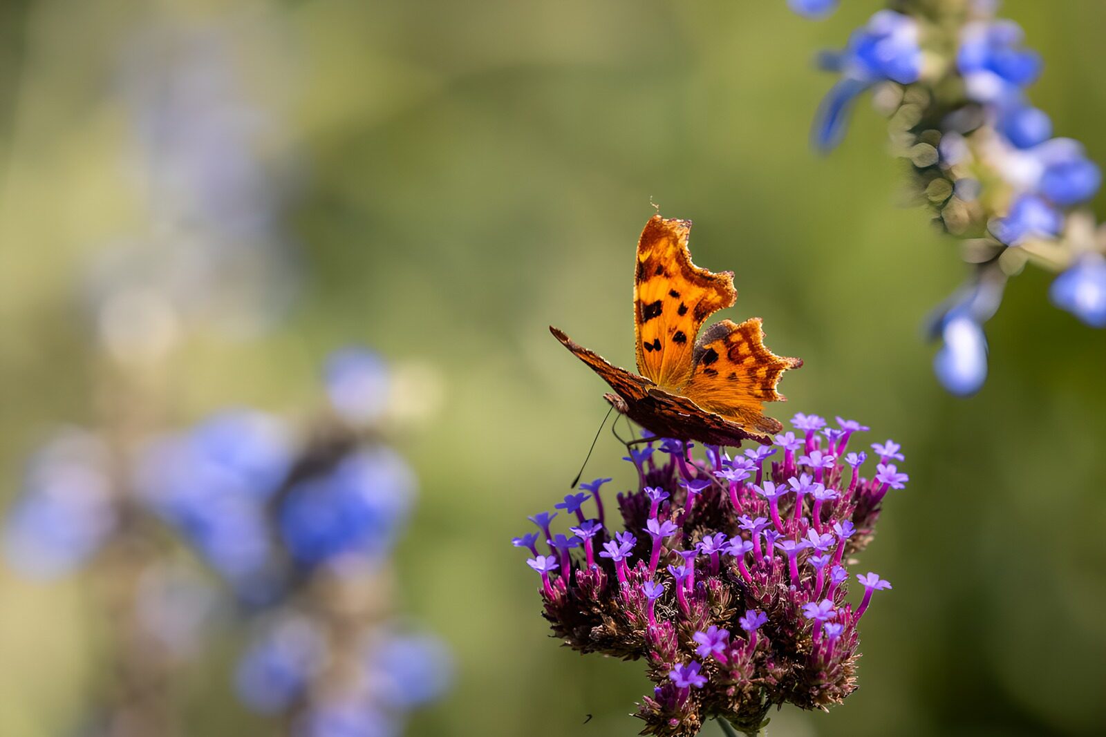 TPES53371: Mariposa naranja sobre flores moradas al sol