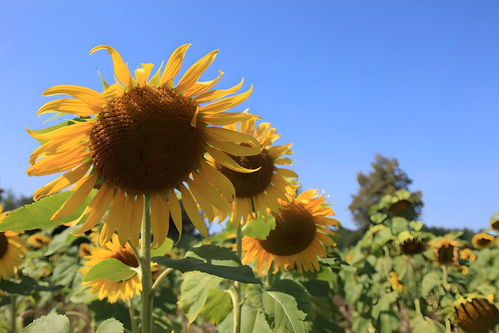 TPES79513: Un girasol roza el azul del verano