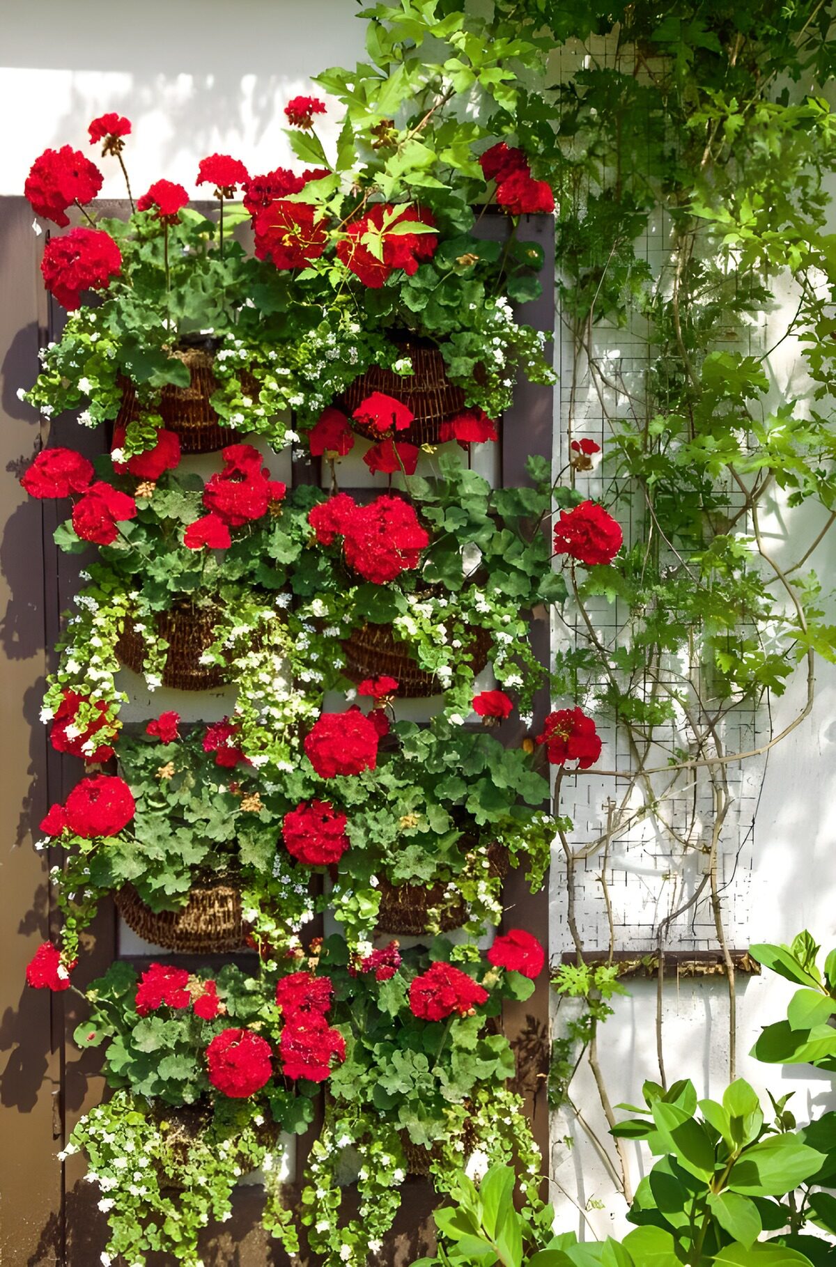 Geranios rojos en cestas al sol
