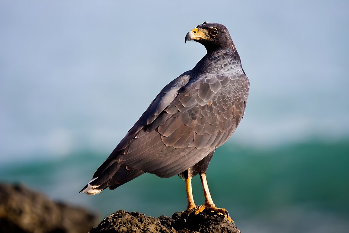Ave rapaz de perfil sobre la roca