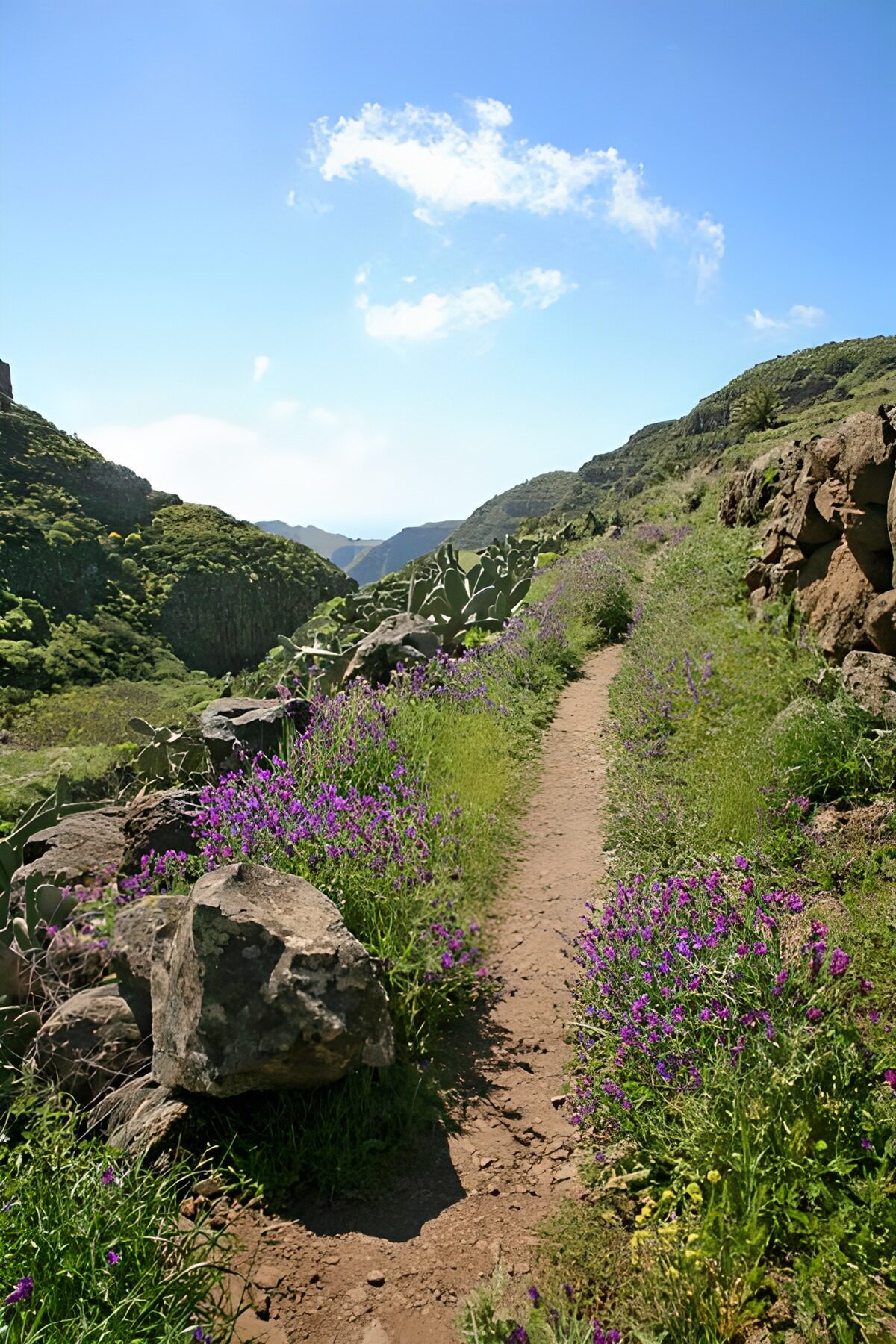 Sendero de montaña entre flores moradas