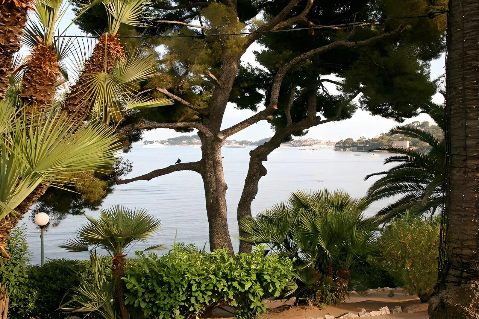 TPES82496: Palmeras y árboles frente a la bahía