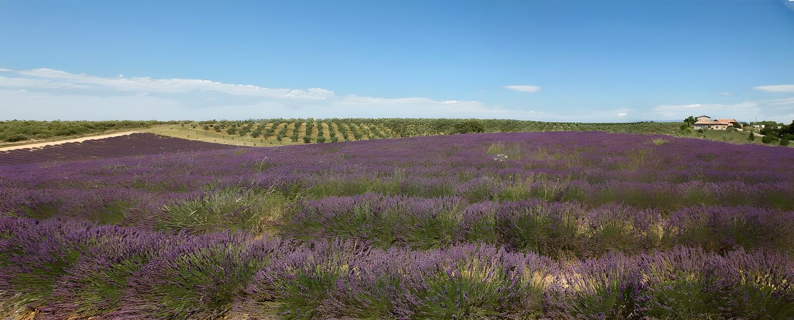 TPES88109: Campo de lavanda a pleno sol