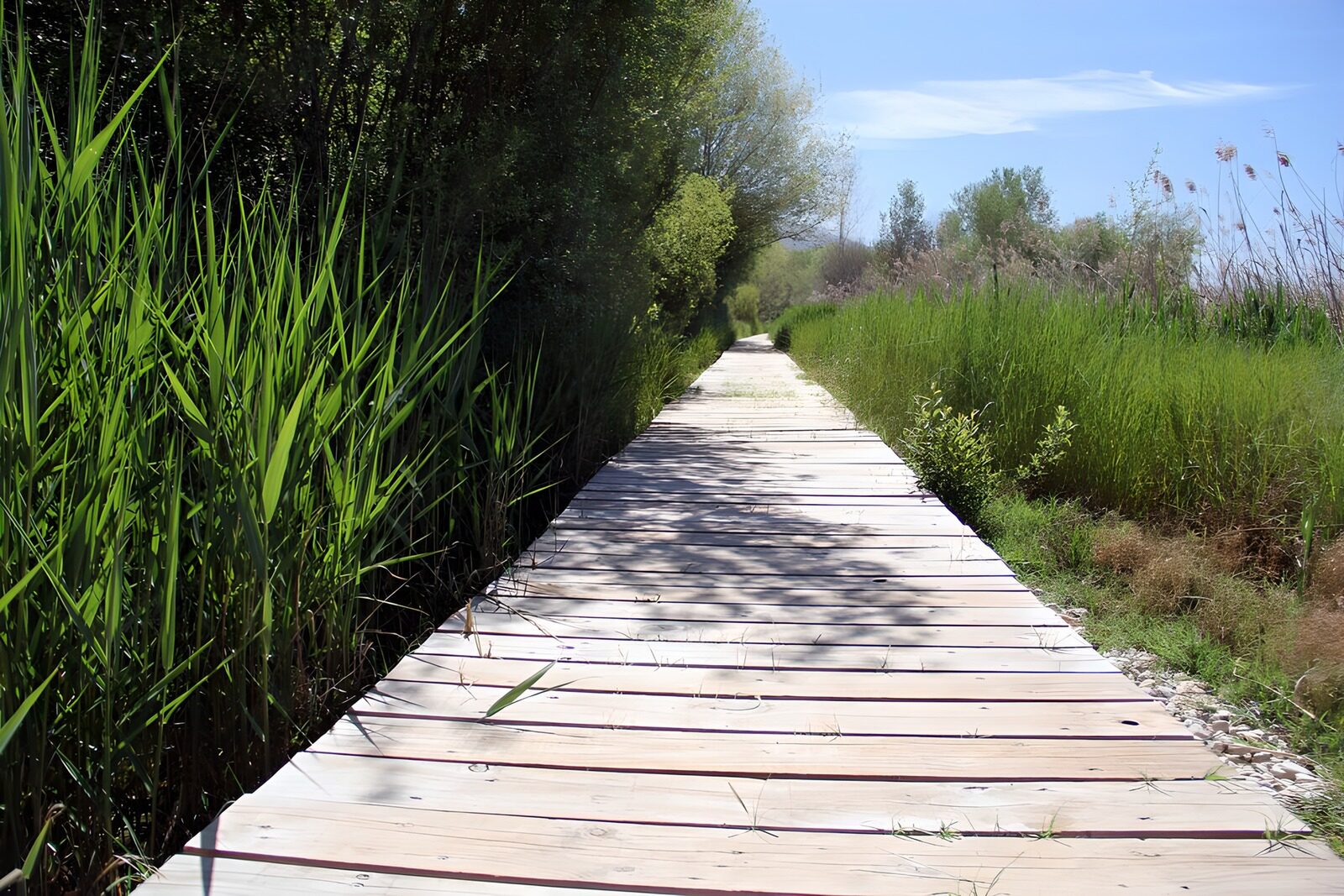 TPES75743: Pasarela de madera entre cañas al sol
