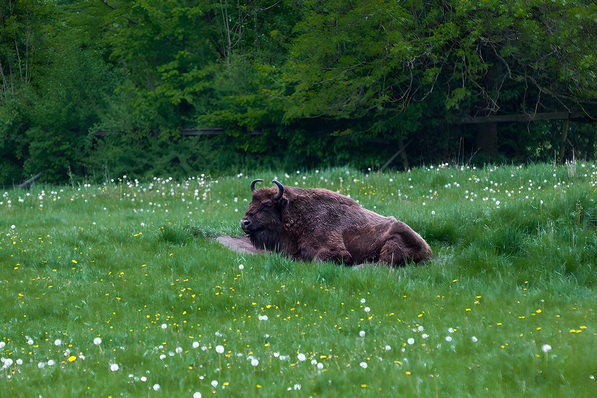 Bisonte europeo en un prado tranquilo