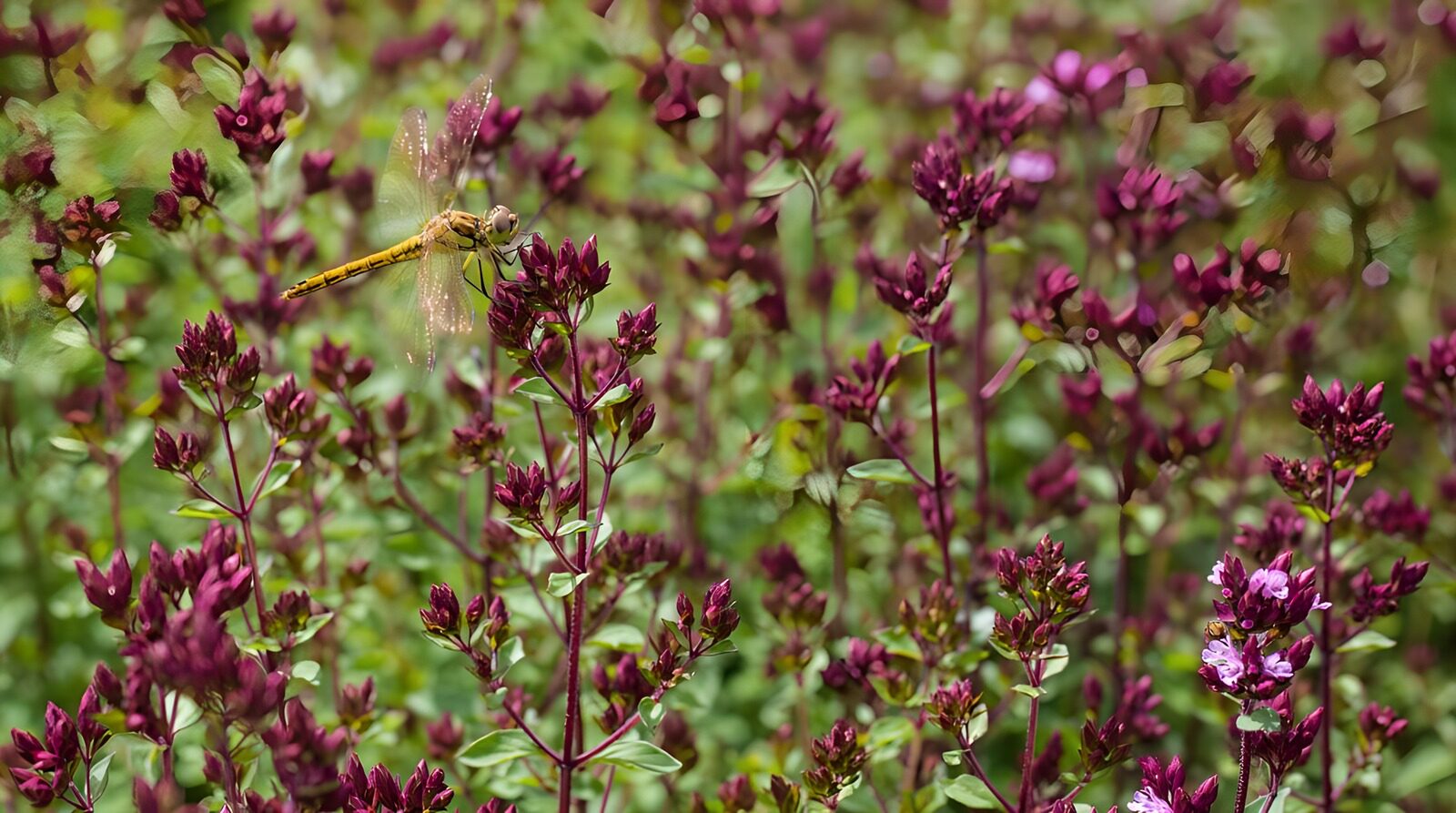 TPES61832: Libélula amarilla entre flores moradas