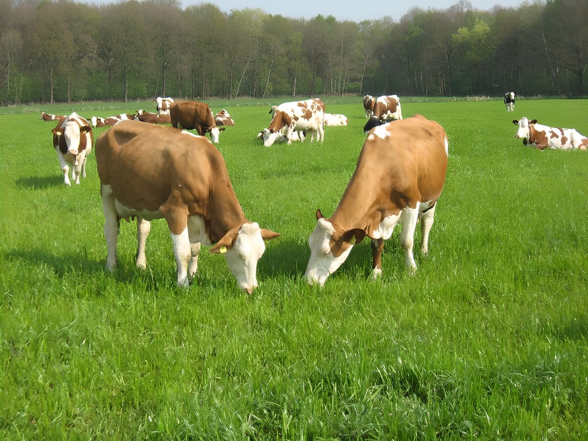 Vacas al ritmo lento del prado