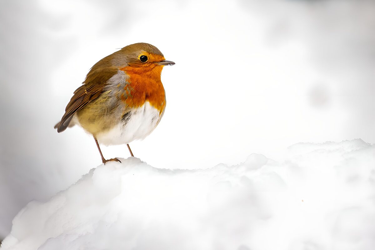 Petirrojo sobre la nieve de invierno