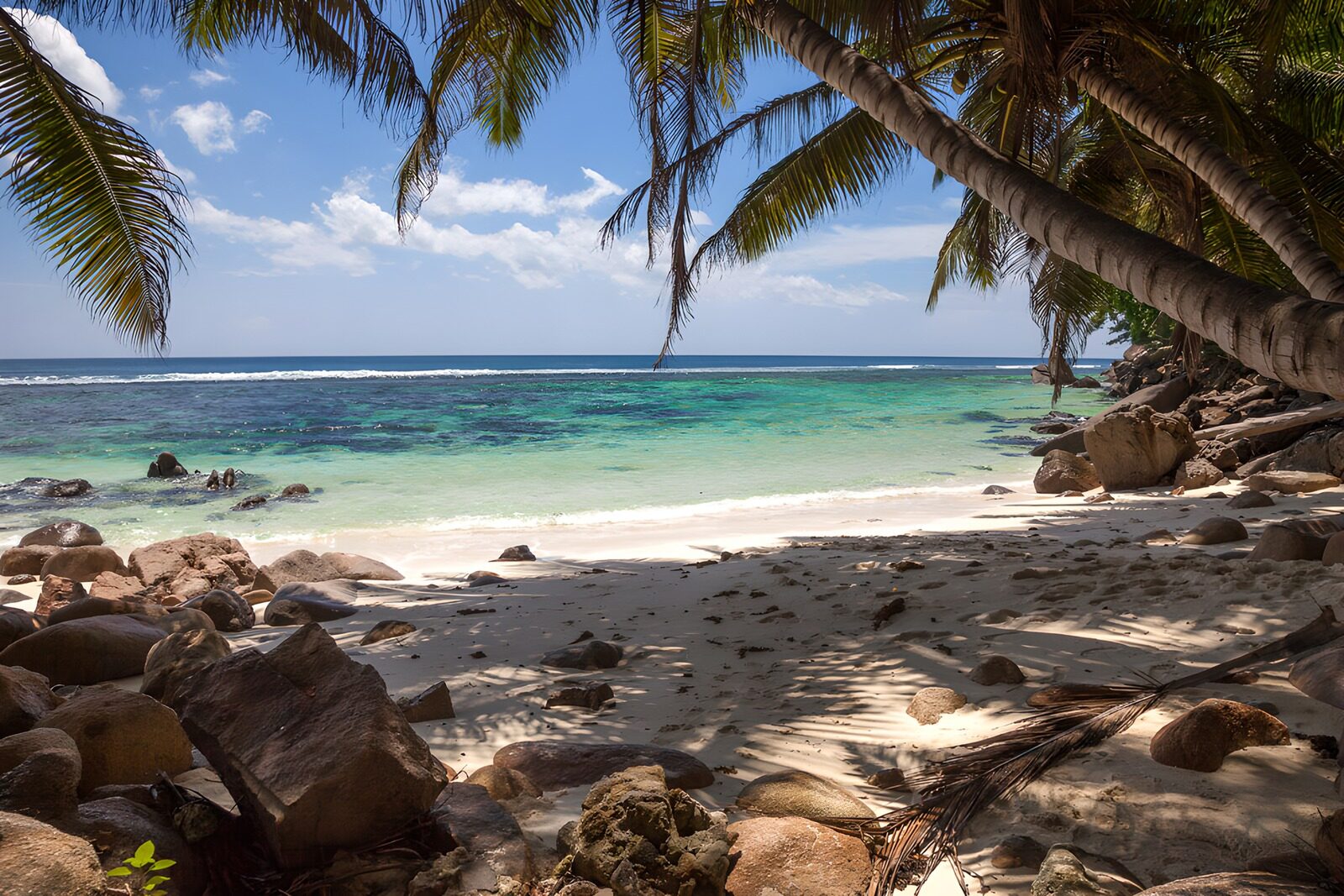 TPES70434: Palmeras que se asoman al azul