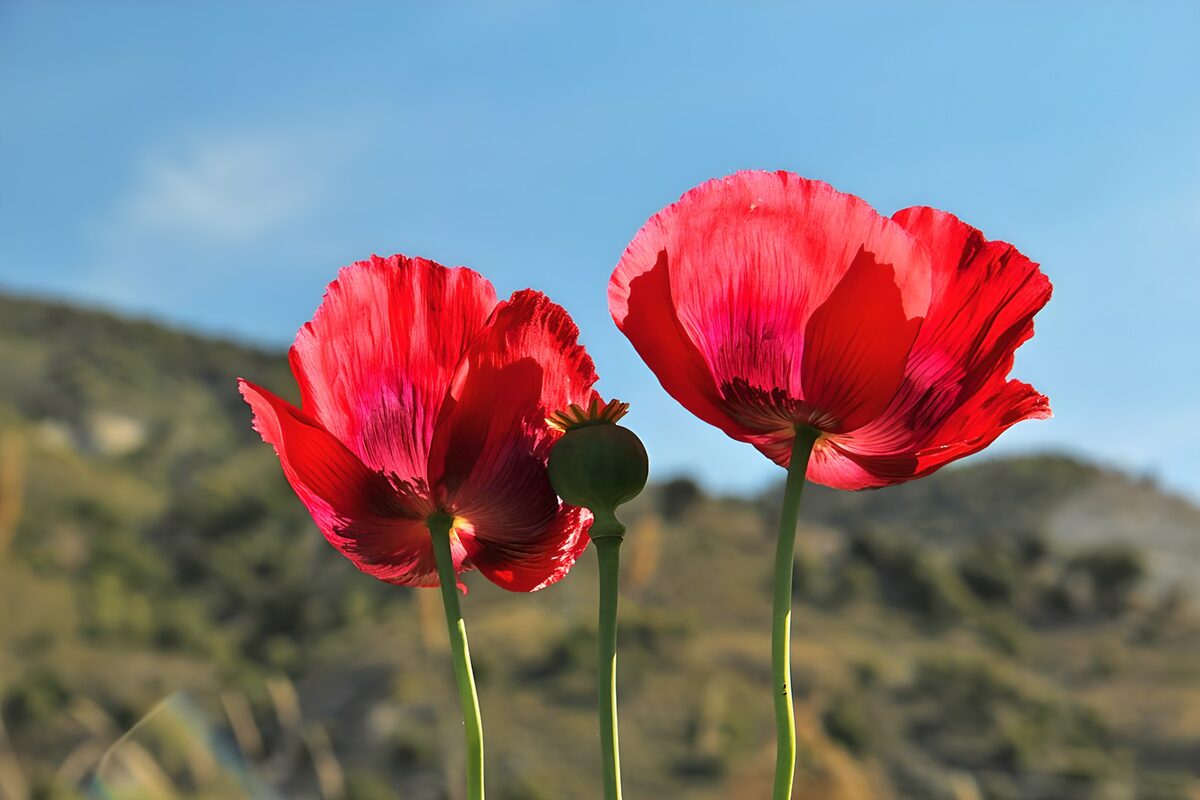 Dos amapolas rojas a pleno sol