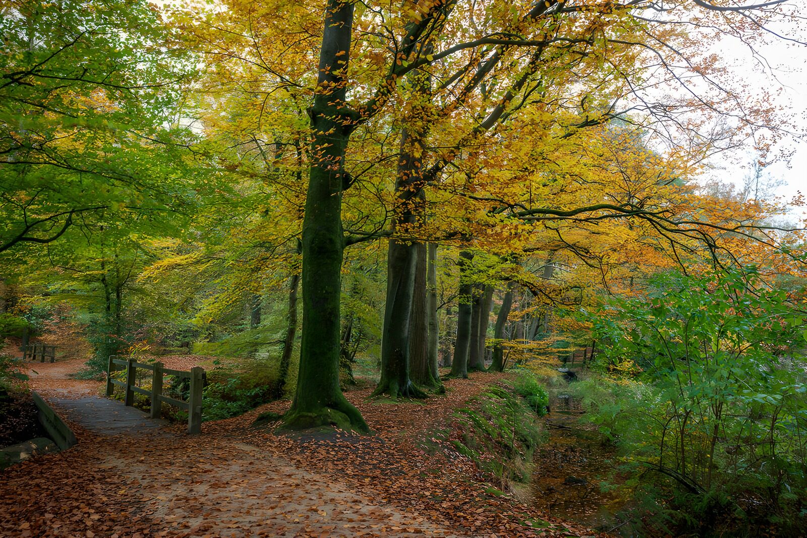 TPES97490: Sendero y arroyo en un bosque de otoño