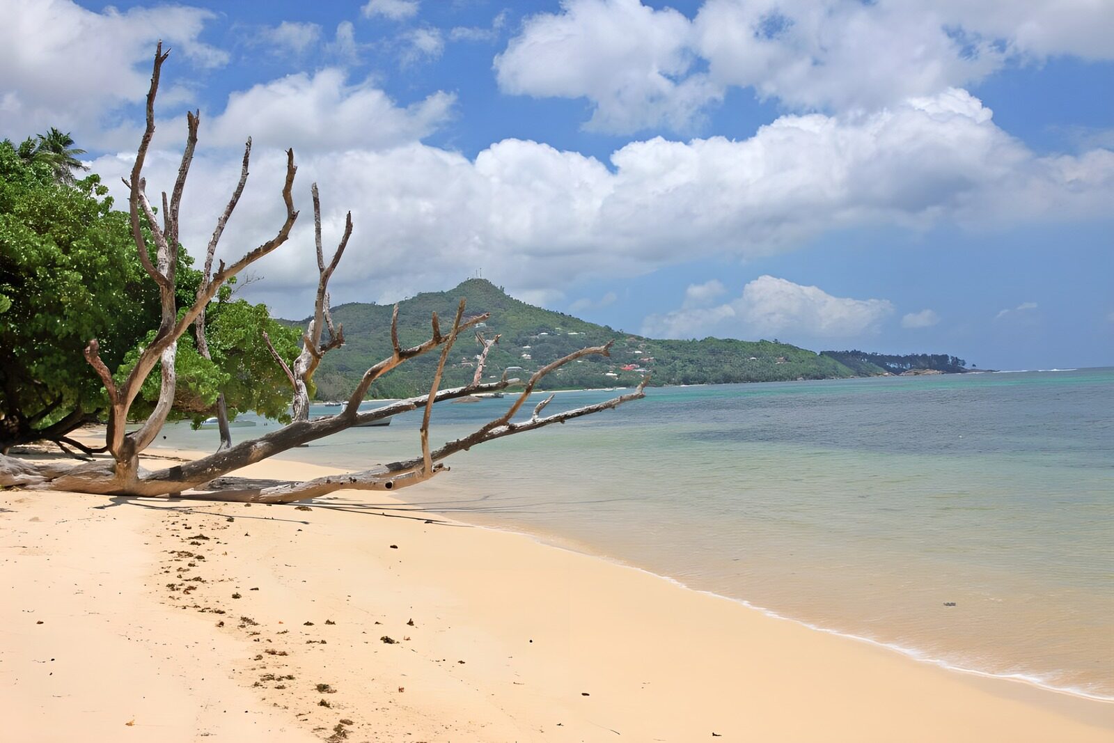 TPES95704: Árbol caído en una playa tranquila