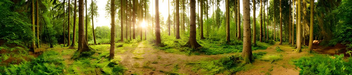 Bosque de altos troncos al sol