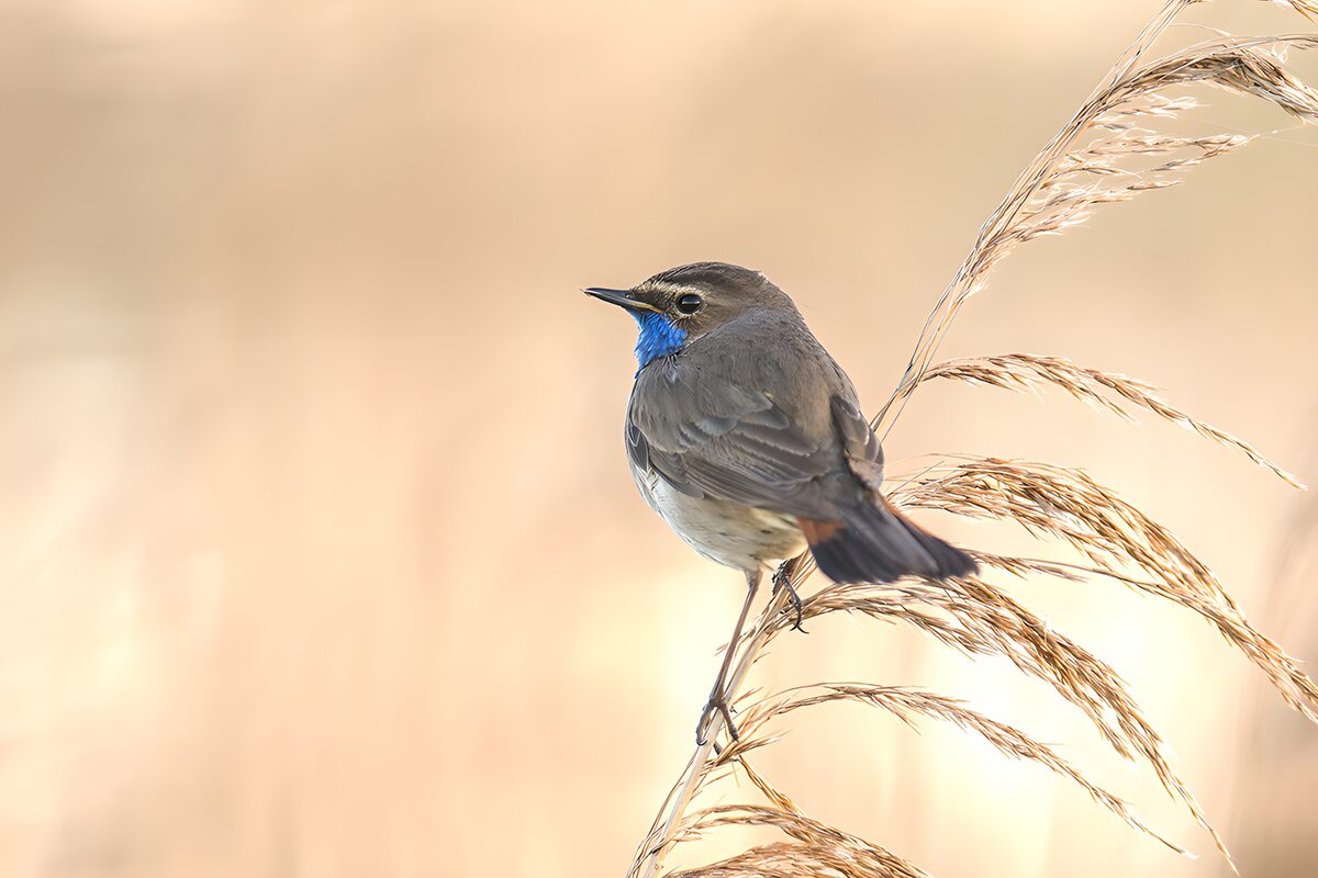 TPES91404: Pechiazul entre juncos dorados