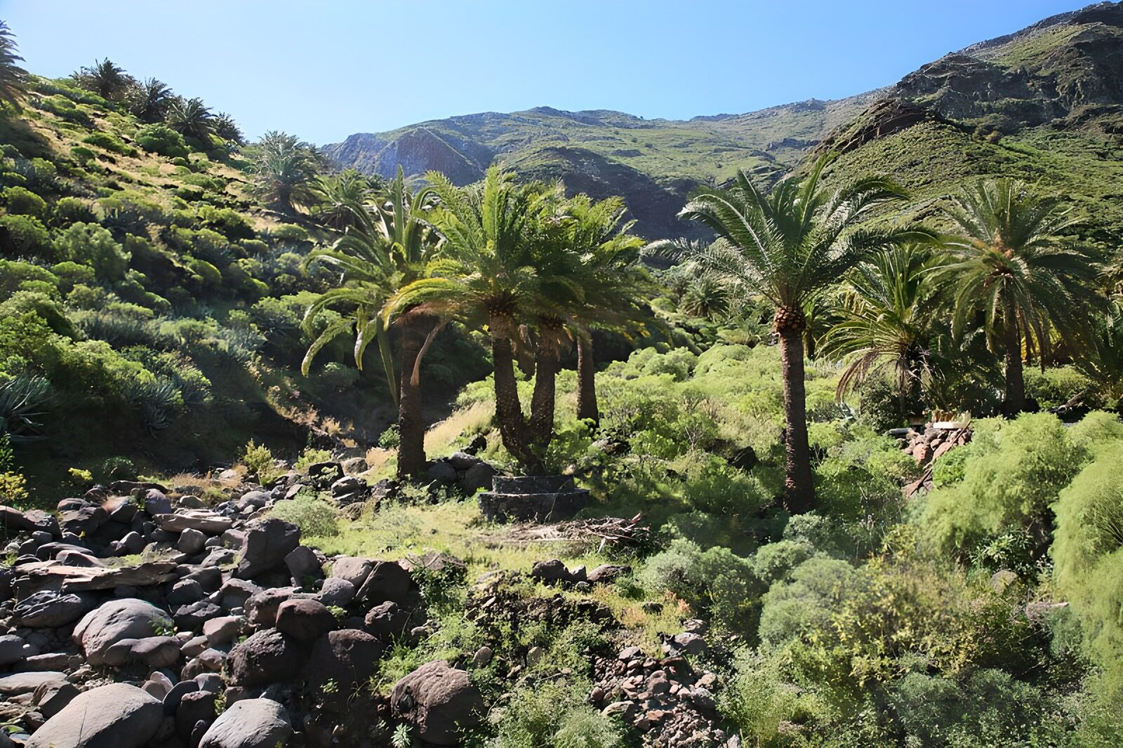 TPES95230: Valle rocoso con palmeras al sol