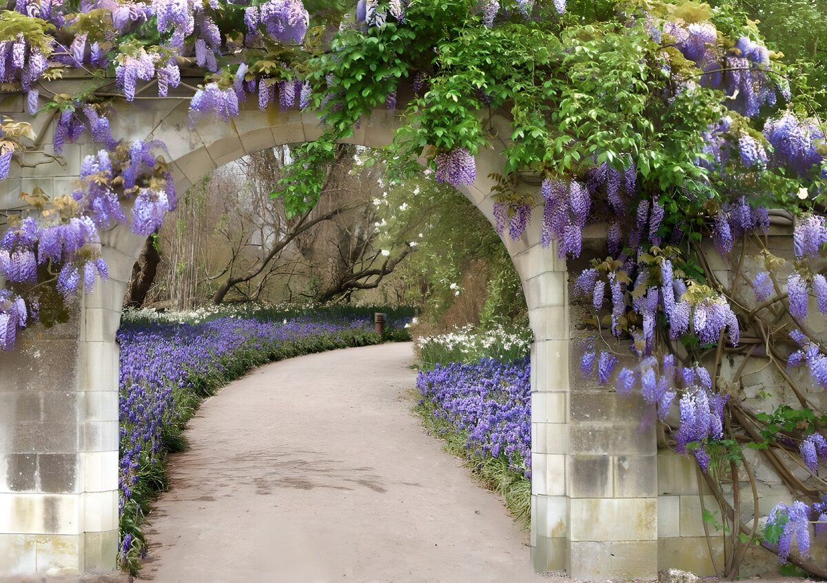 Arco de piedra y glicinas de primavera