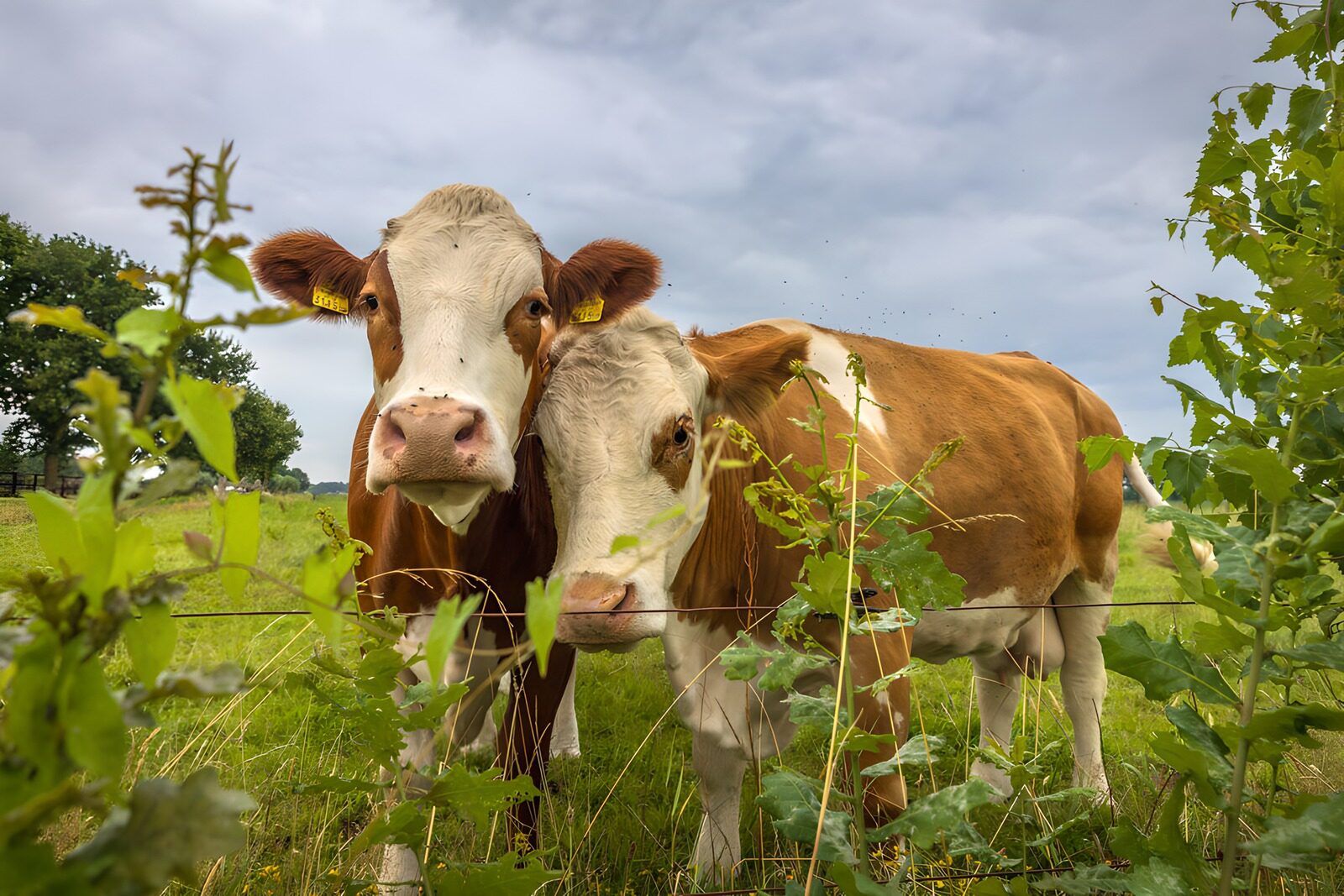 TPES38742: Dos vacas entre la hierba del prado