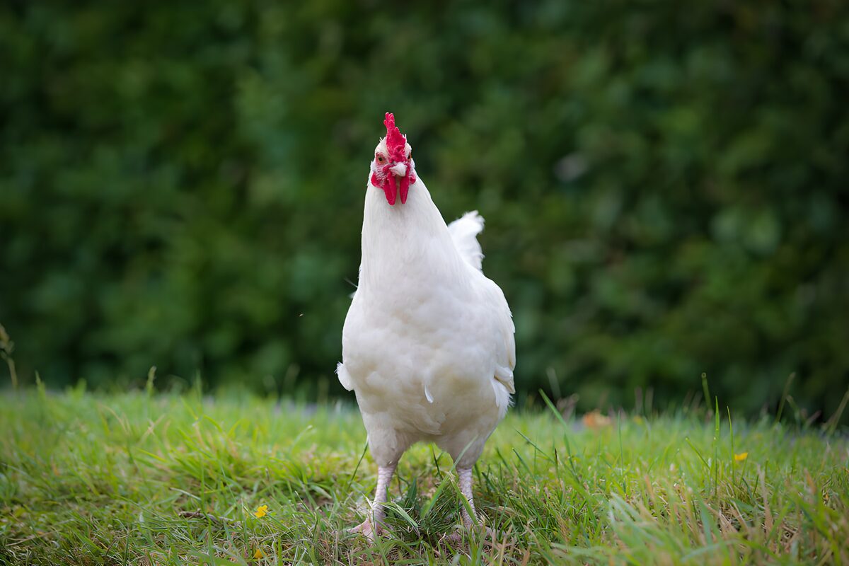 Gallina blanca entre la hierba en calma
