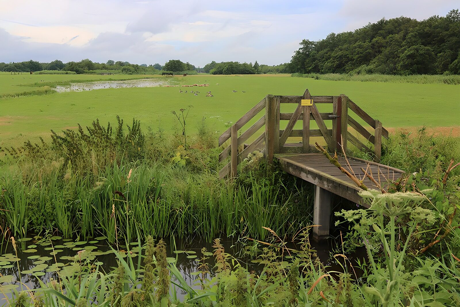TPES26076: Puente de madera sobre aguas tranquilas