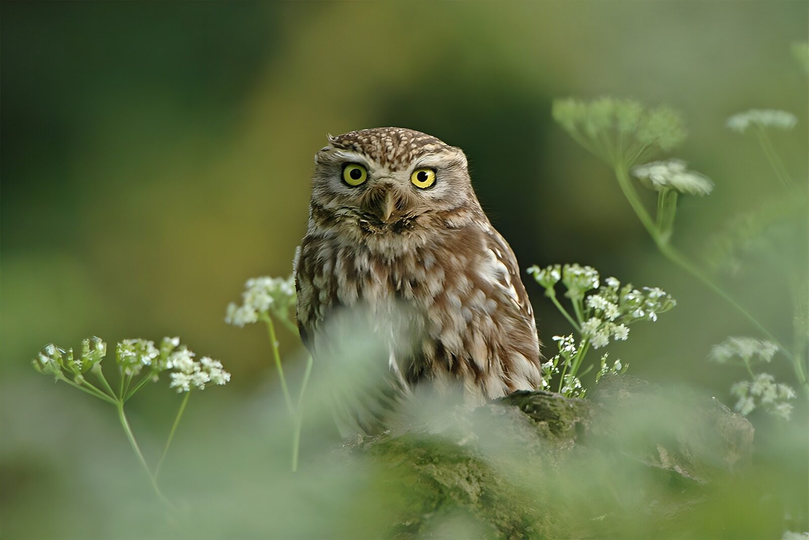 TPES82324: Mochuelo entre flores, mirada atenta