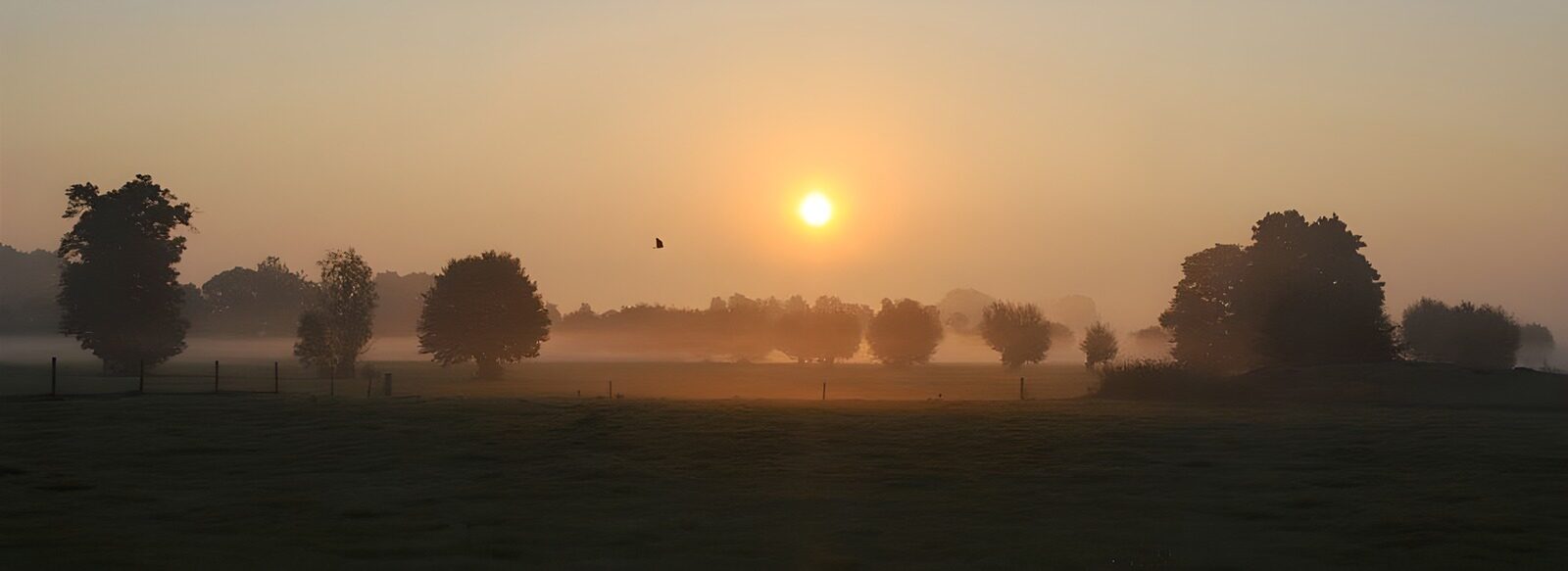 TPES47717: Amanecer con niebla sobre el prado