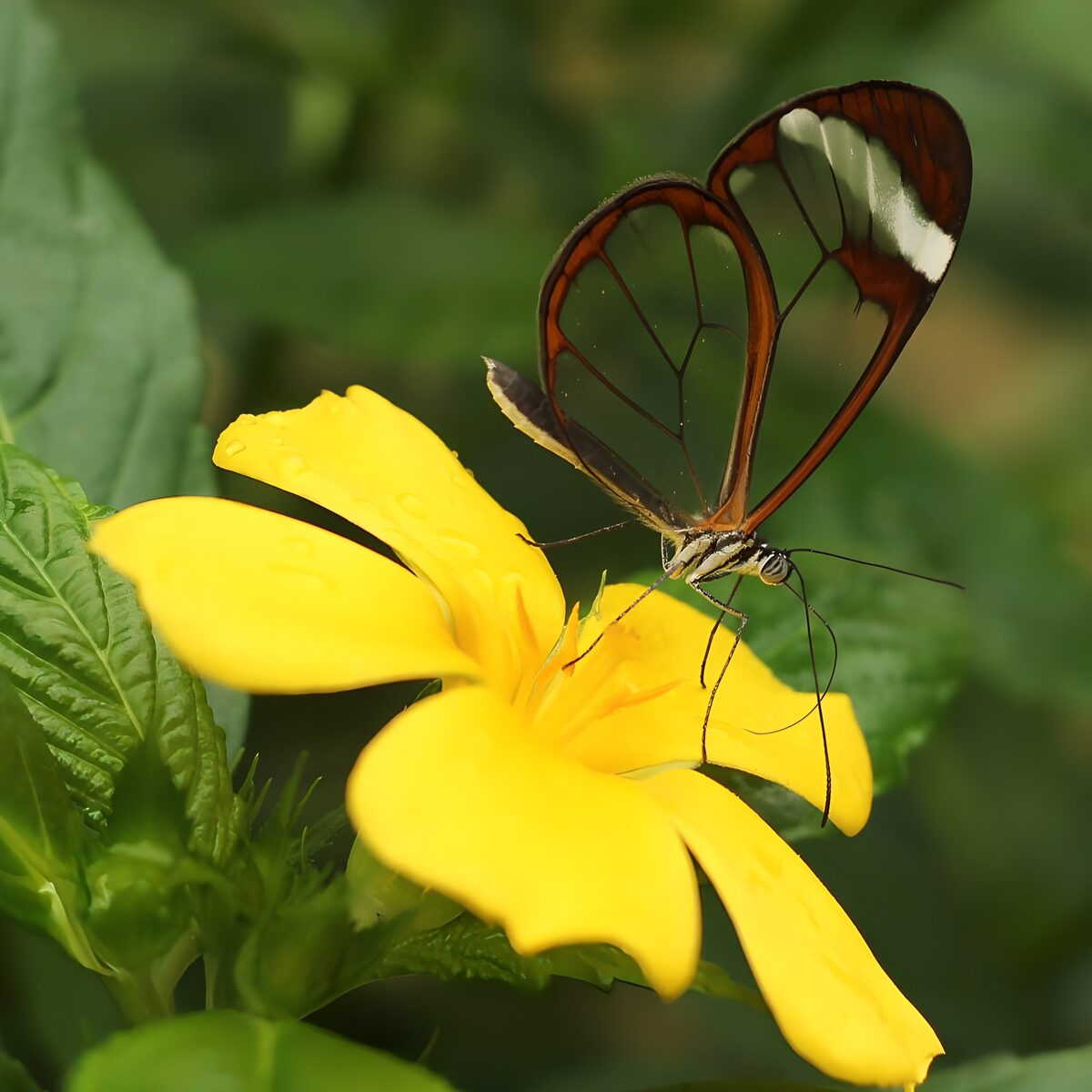 Mariposa de cristal sobre flor amarilla