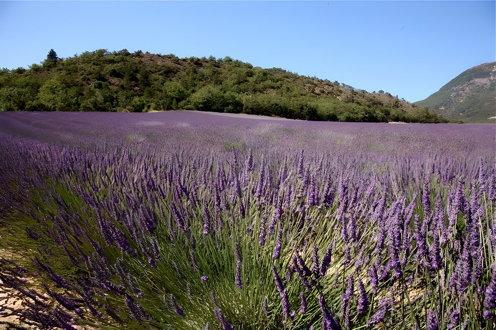 TPES20756: Un mar de lavanda al pie de las colinas