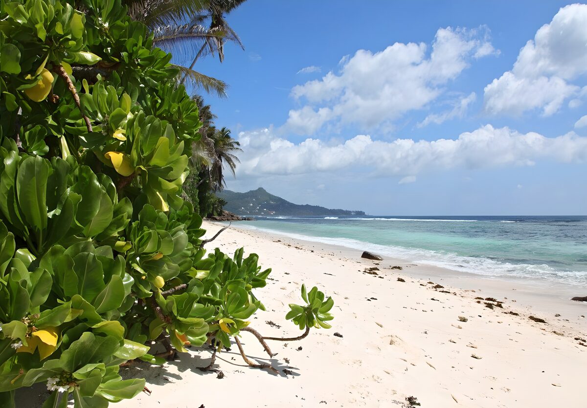 Playa tropical entre hojas y palmeras