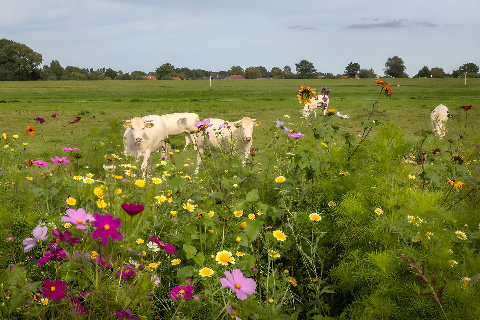 TPES76964: Vacas y flores en la calma del campo