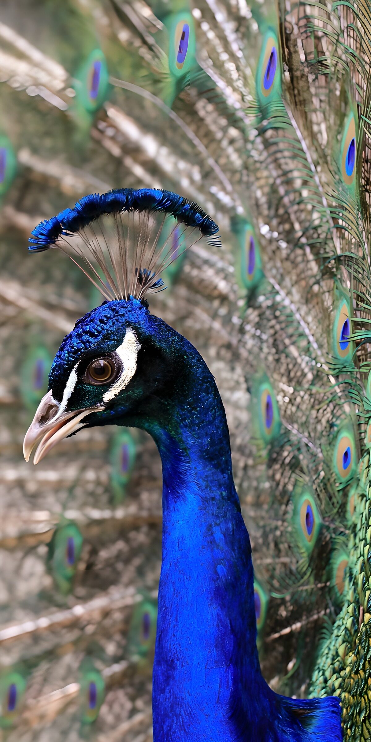 TPES48747: Pavo real en un mar de ojos