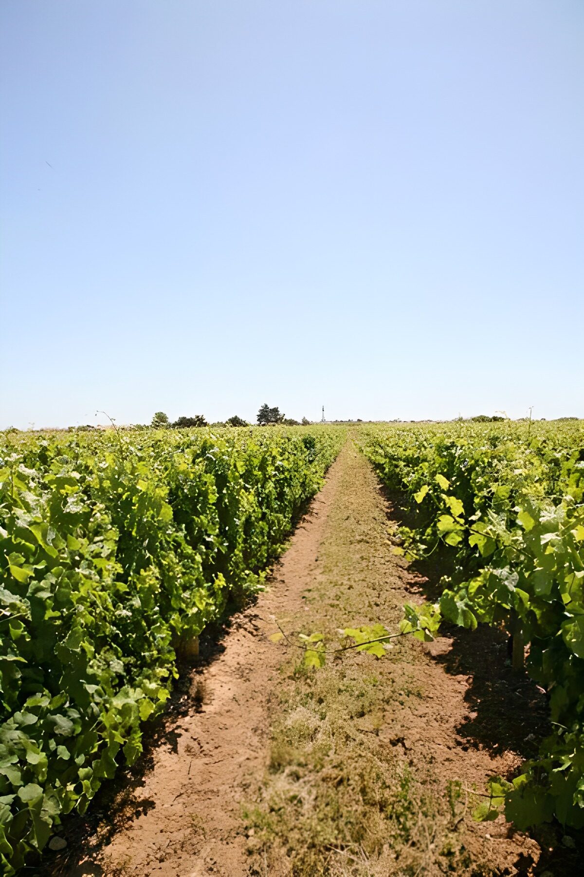 TPES55088: Viñedo bajo un cielo azul