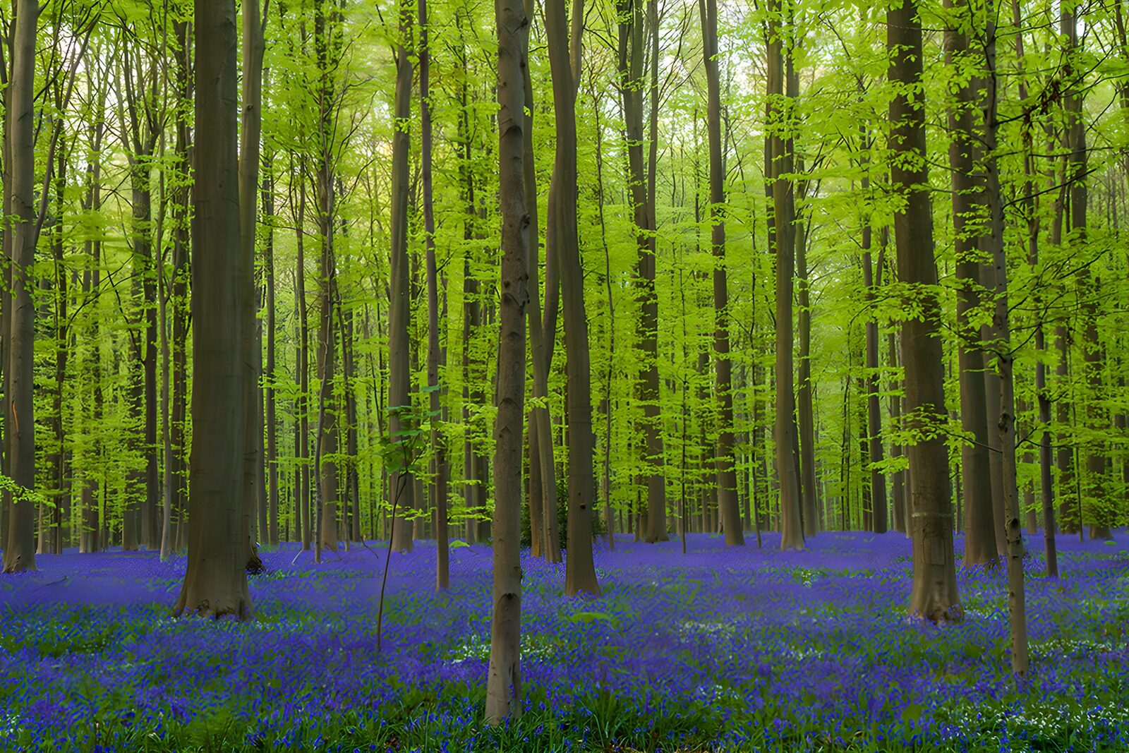 TPES61654: Bosque primaveral con flores azules