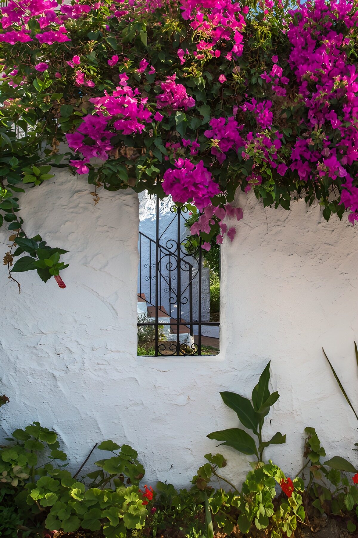 TPES64436: Buganvilla sobre un muro blanco