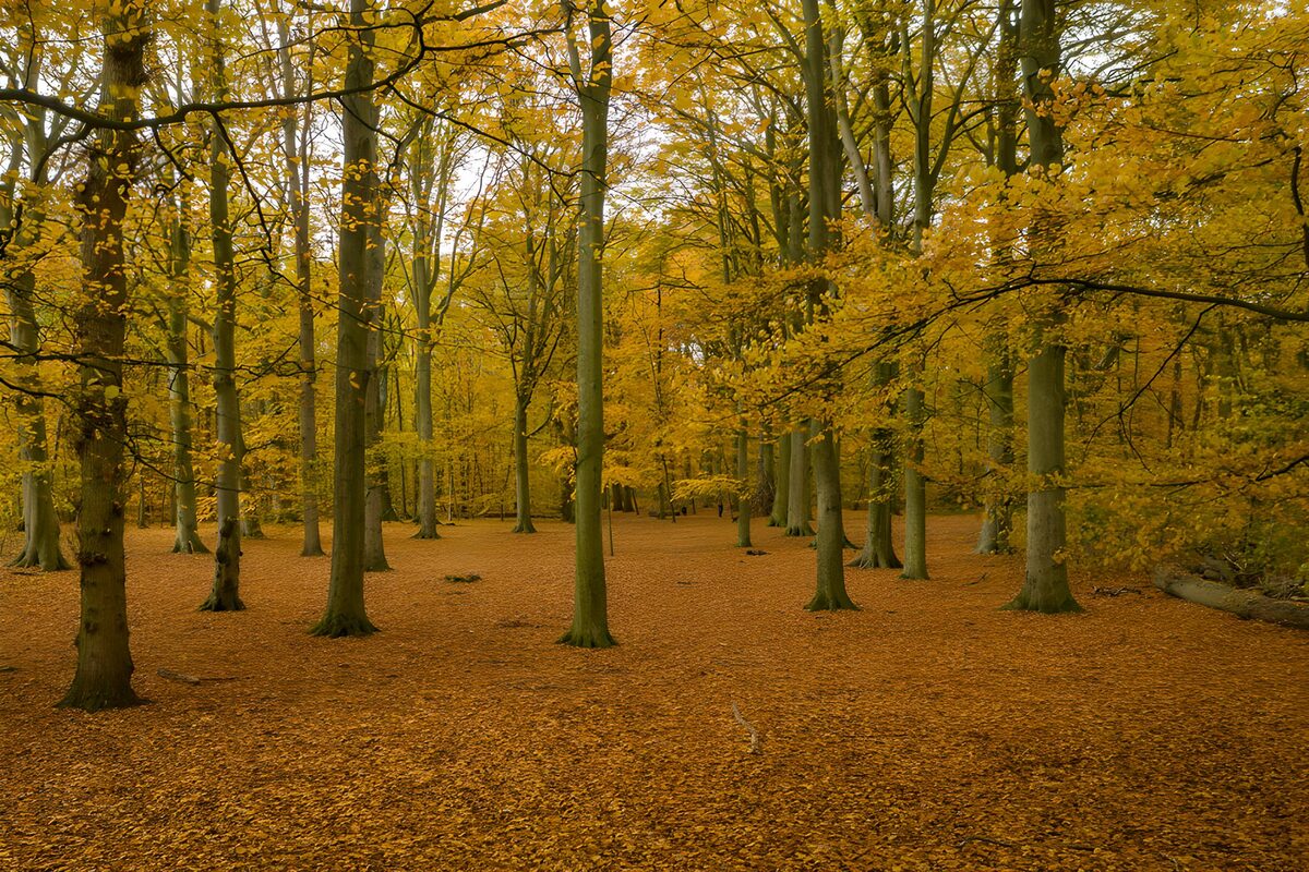 TPES57484: Bosque de otoño bajo un dosel dorado