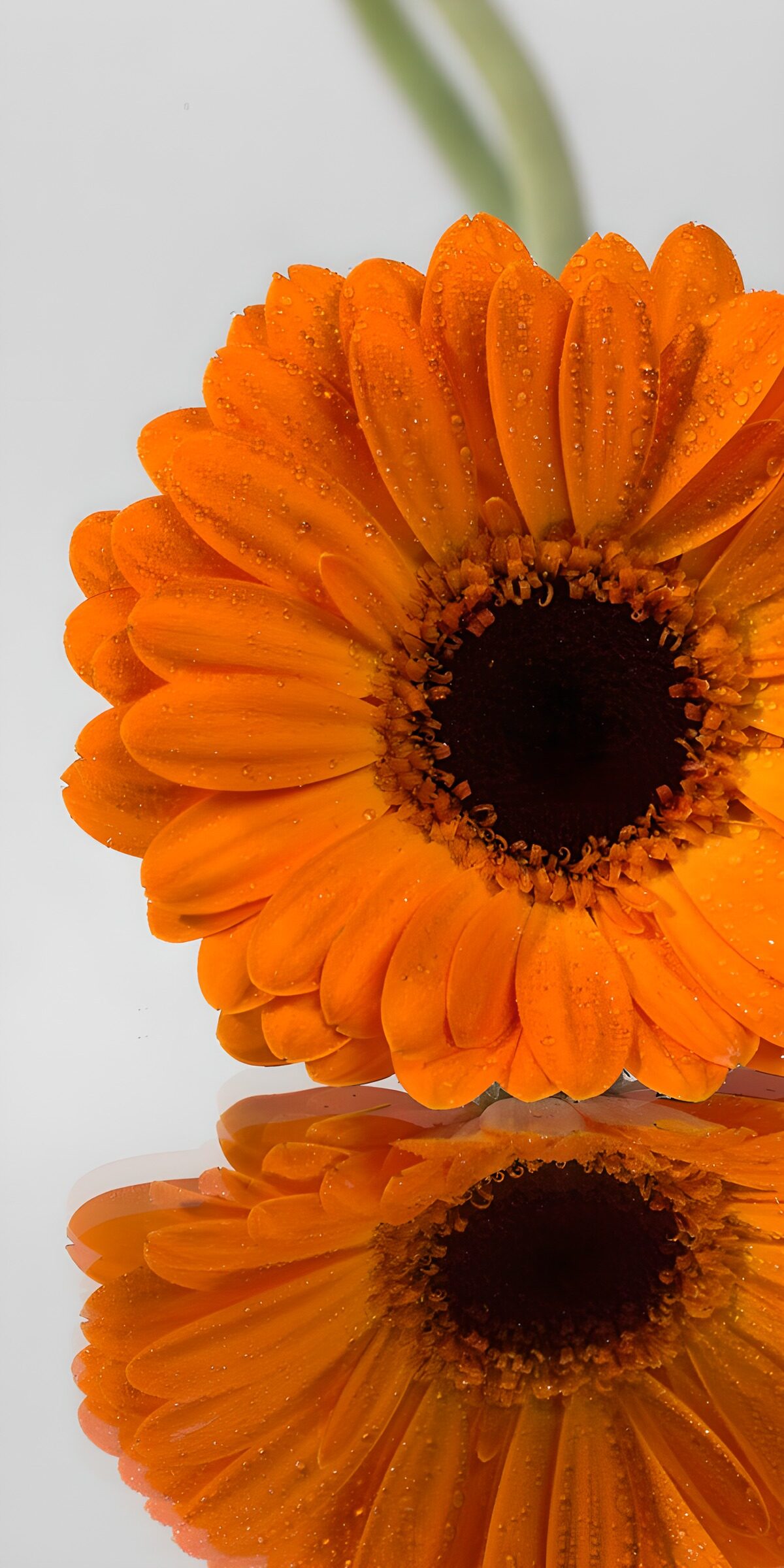 Gerbera naranja en su espejo de luz