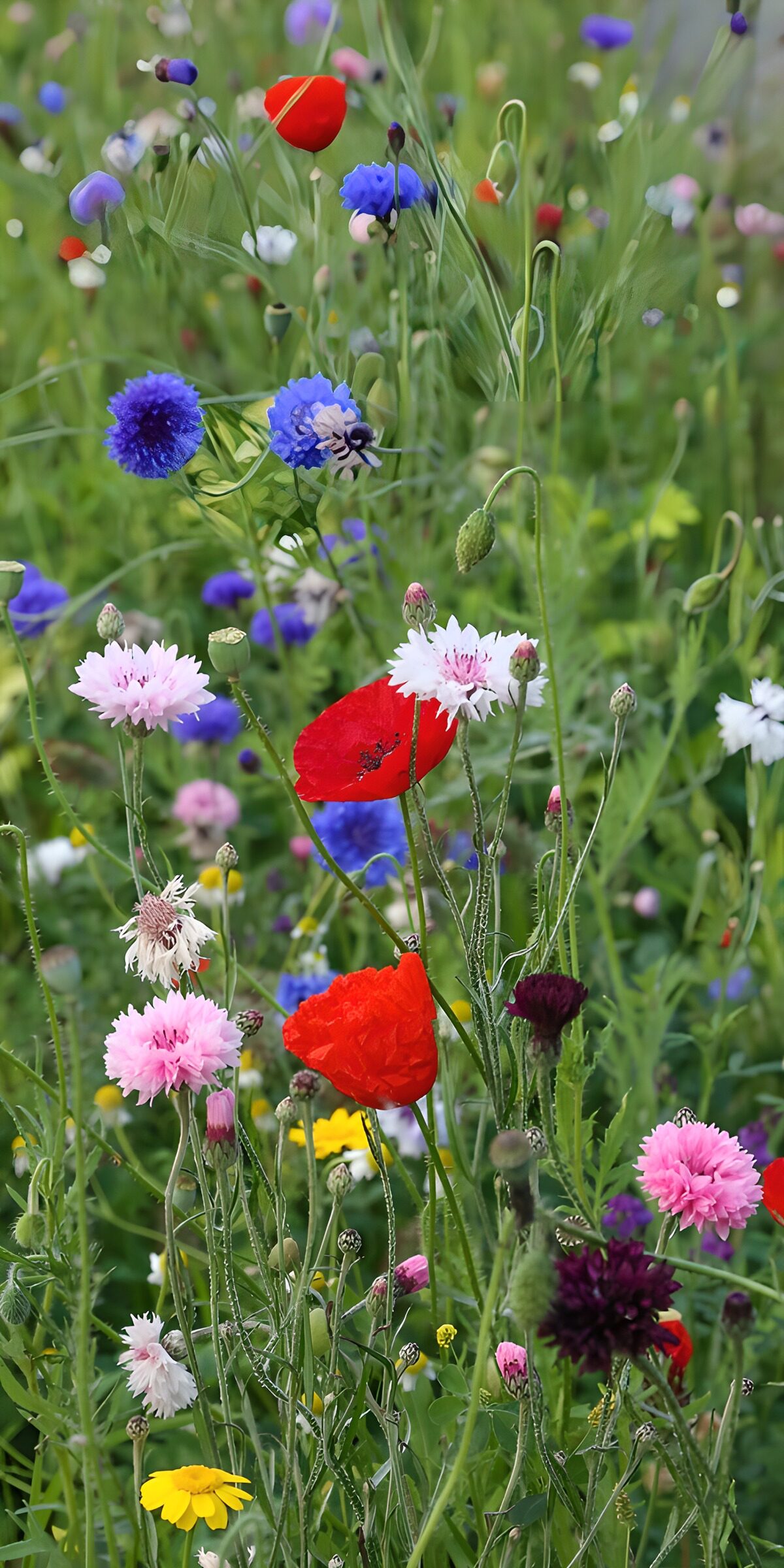 TPES61779: Amapolas y flores silvestres a todo color